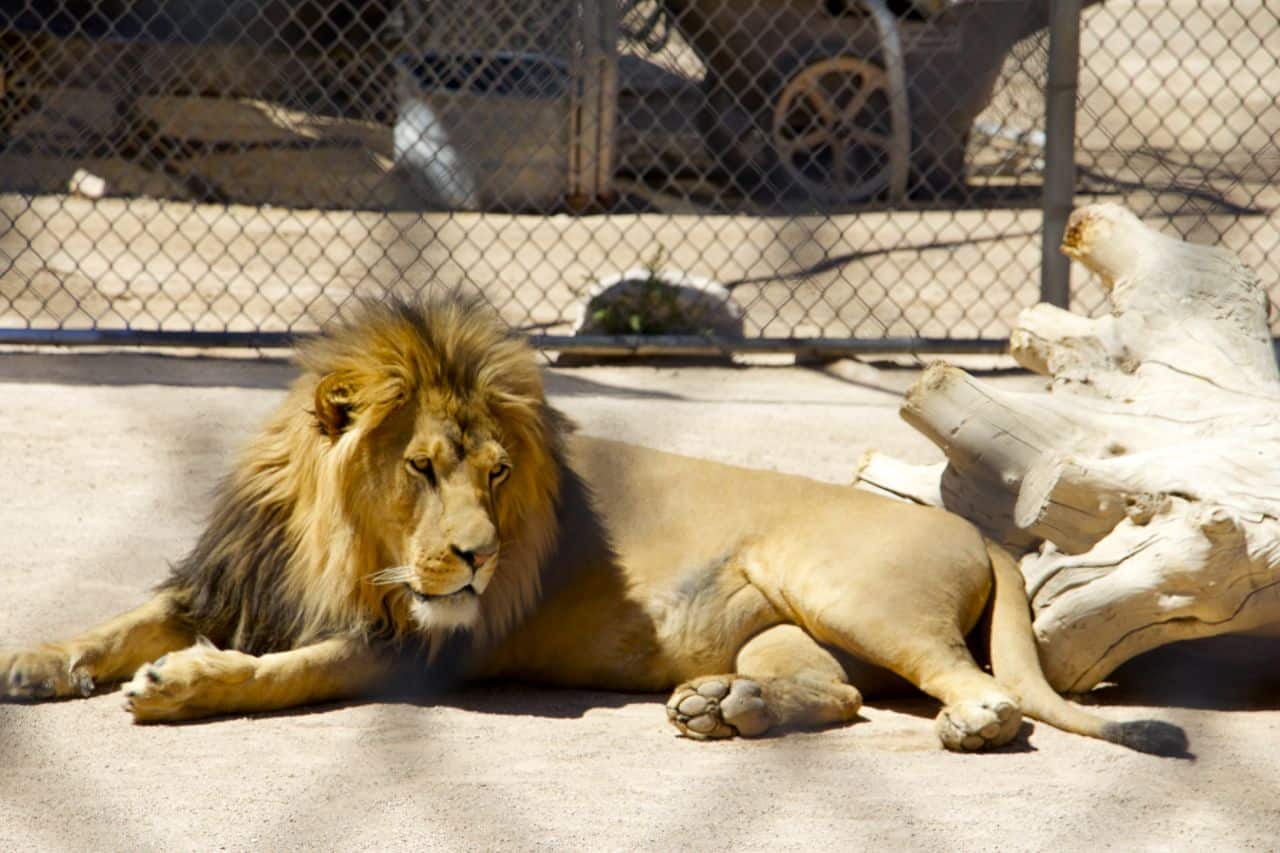 The Lion Habitat Ranch hvor løverne bor - Las Vegas, USA‏ - OnTrip.dk