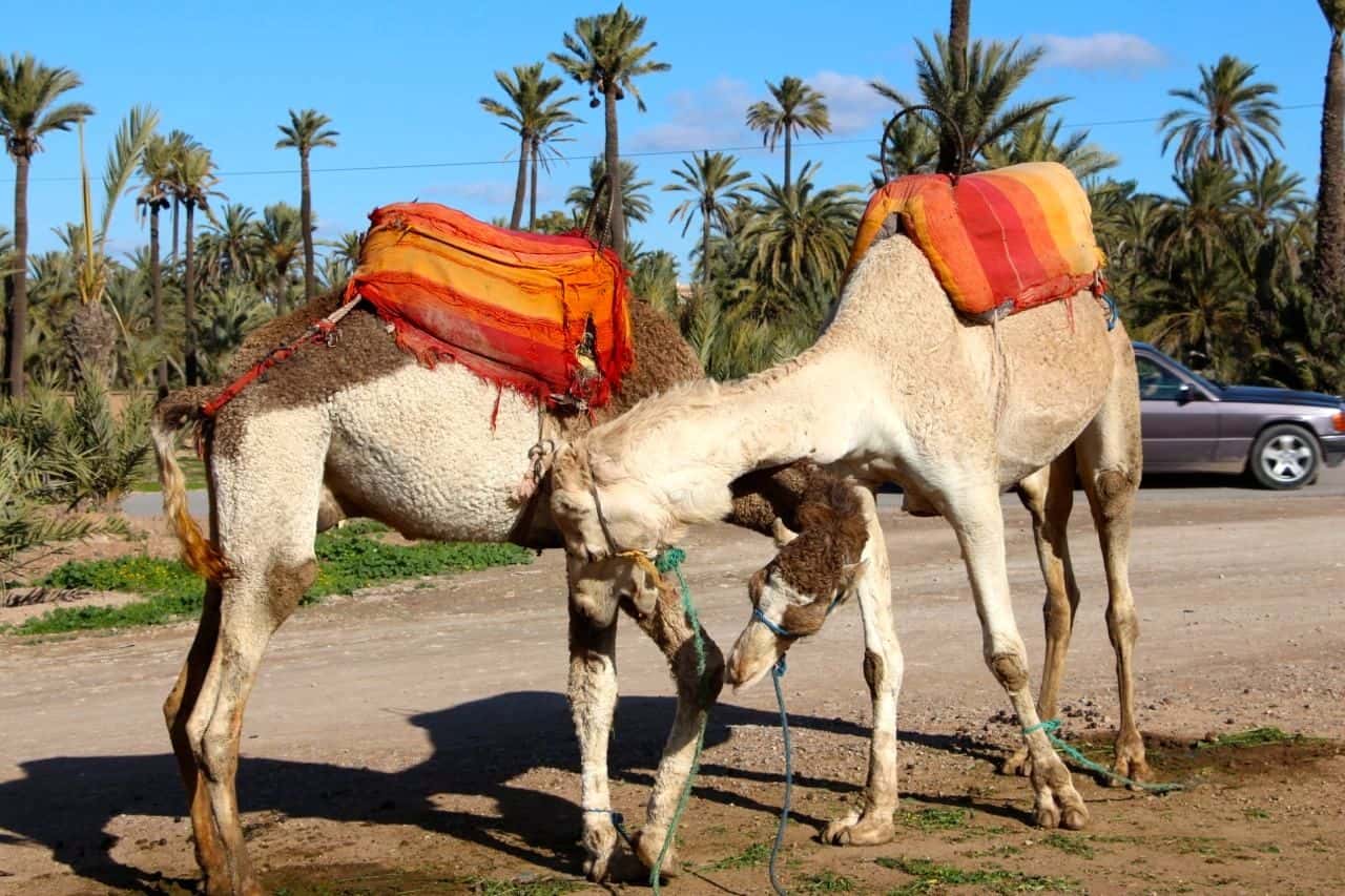 Rejsetanker om Marokko
