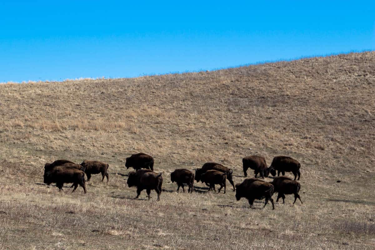 USA's største flok af bisoner i Custer State Park - South Dakota, USA