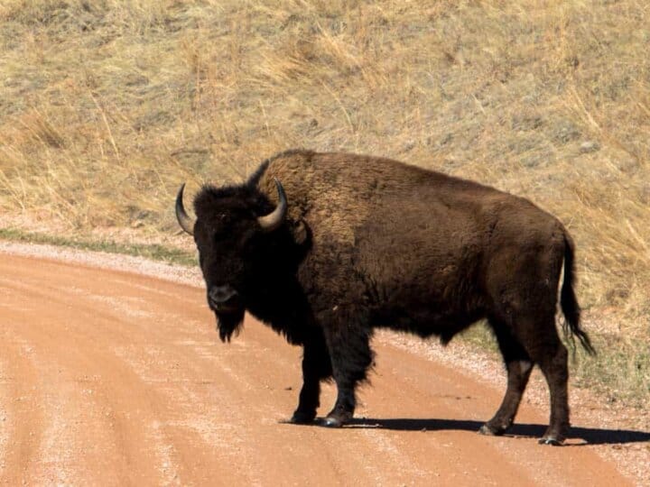 USA's største flok af bisoner i Custer State Park - South Dakota, USA