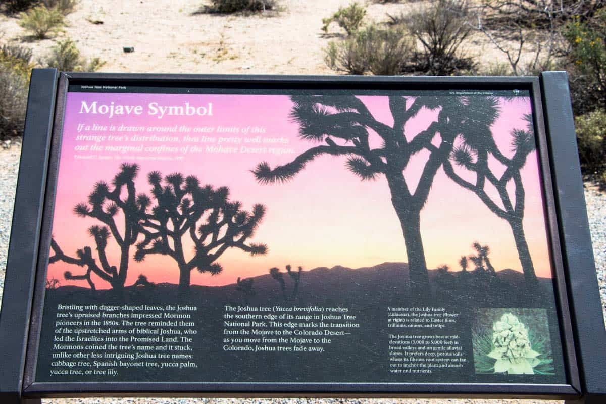 Joshua Tree National Park med de unikke træer – Californien, USA