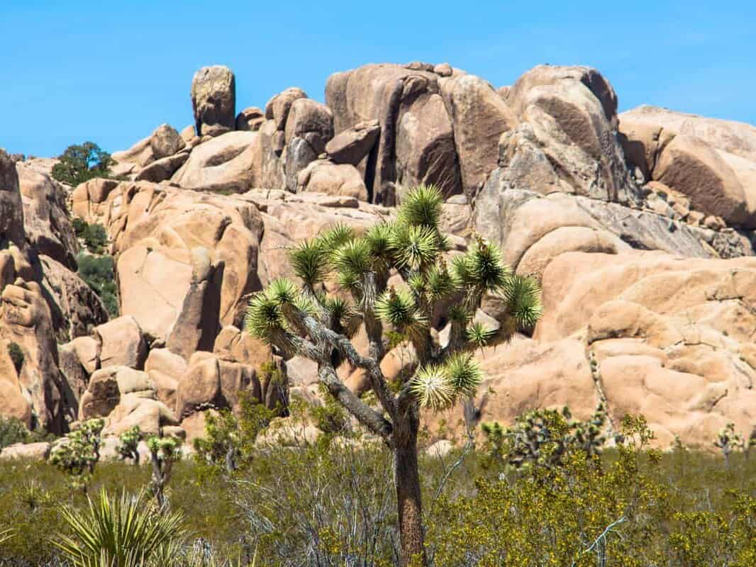 Joshua Tree National Park med de unikke træer – Californien, USA