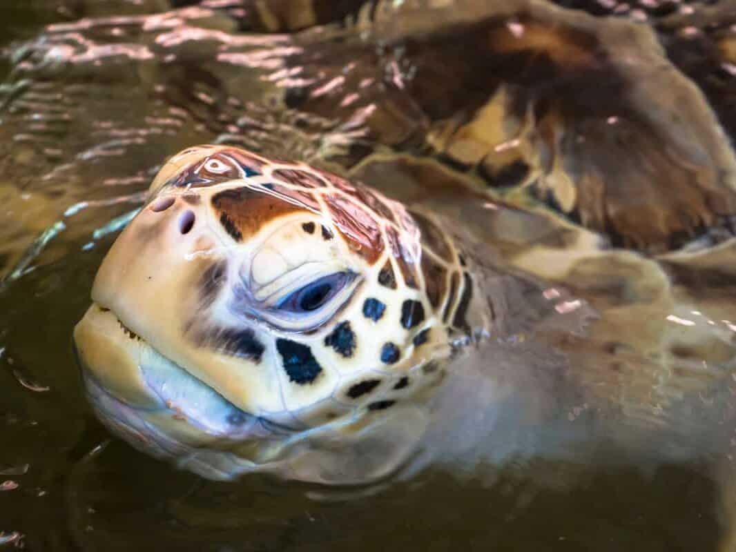 Skildpadde hospitalet for havskildpadder – Khao Lak, Thailand