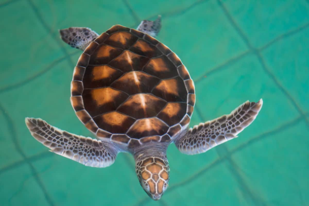 Skildpadde hospitalet for havskildpadder – Khao Lak, Thailand