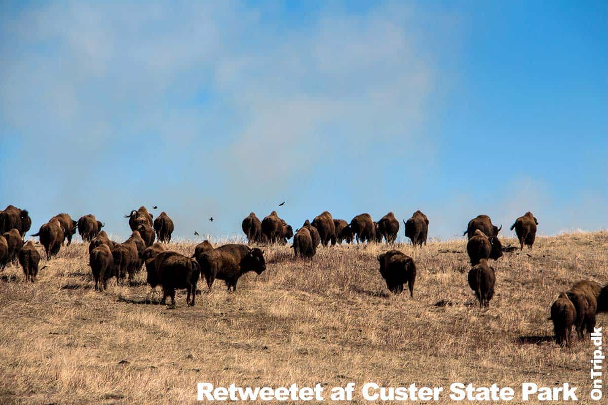 Godt Nytår 2018 - Retweetet af Custer State Park
