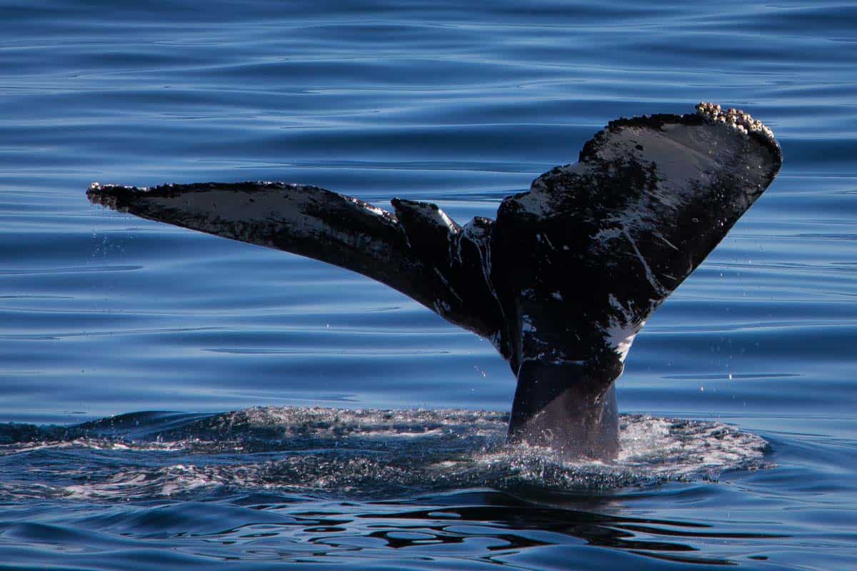 New England hvalsafari fra Cape Cod – Massachusetts, USA