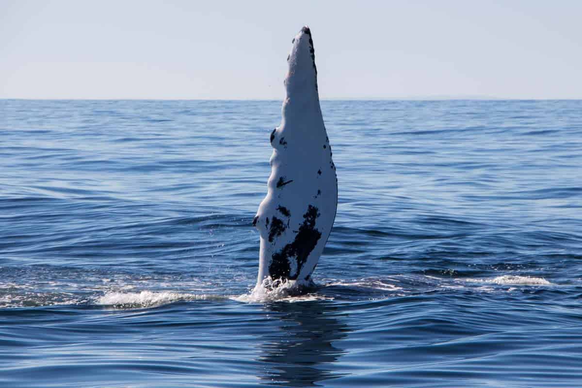 New England hvalsafari fra Cape Cod – Massachusetts, USA