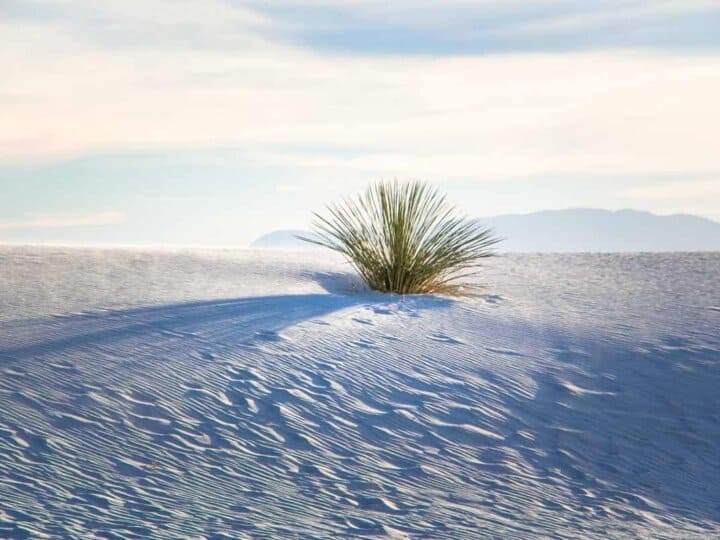 White Sands med de enorme sandklitter - New Mexico, USA
