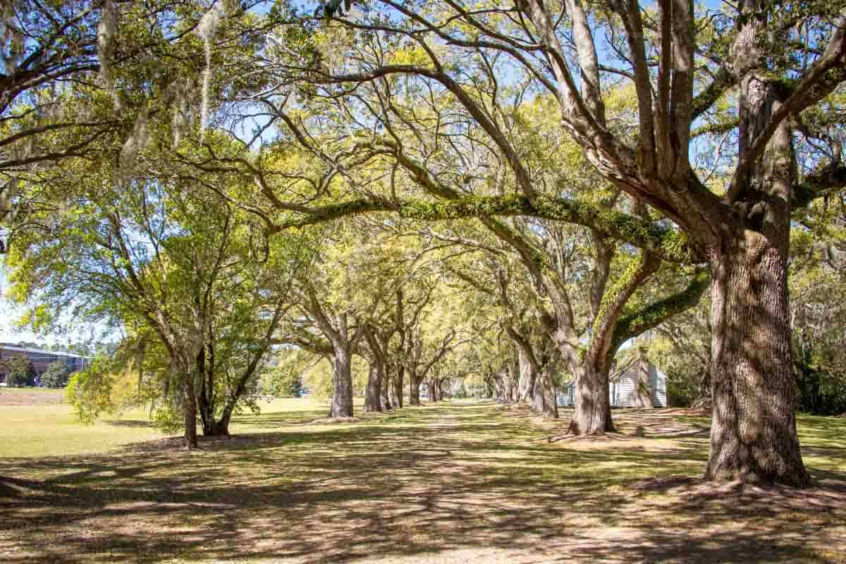 Den historiske McLeod slaveplantage - Charleston, USA