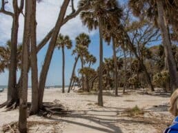 Hunting Island State Park er mangeartede naturscenerier - South Carolina, USA