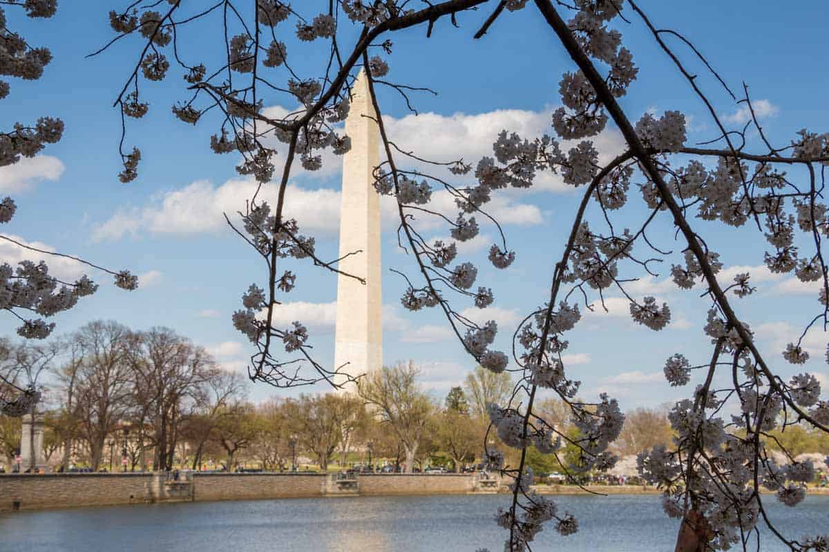 Kirsebærblomstringen i Washington D.C. - USA