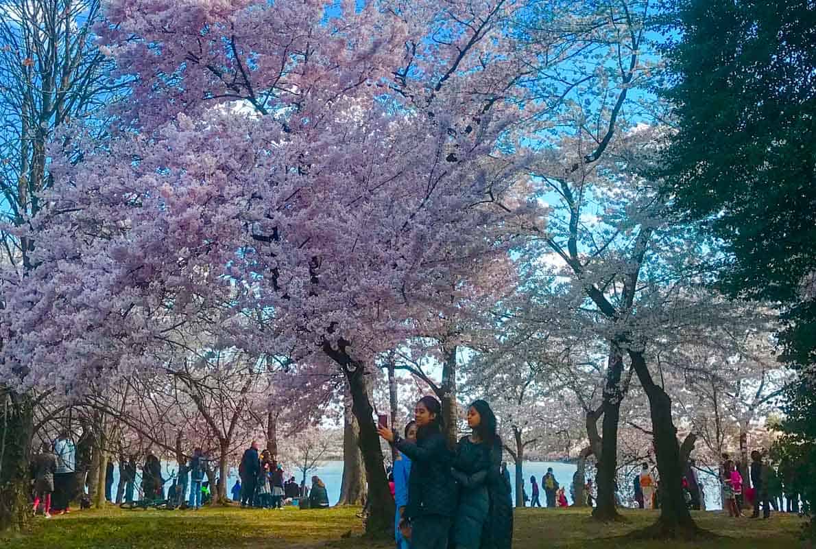 Kirsebærblomstringen i Washington D.C. - USA