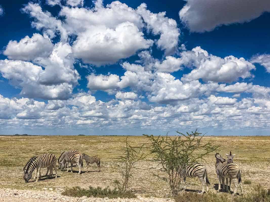 Kør-selv Safari i Etosha National Park – Namibia