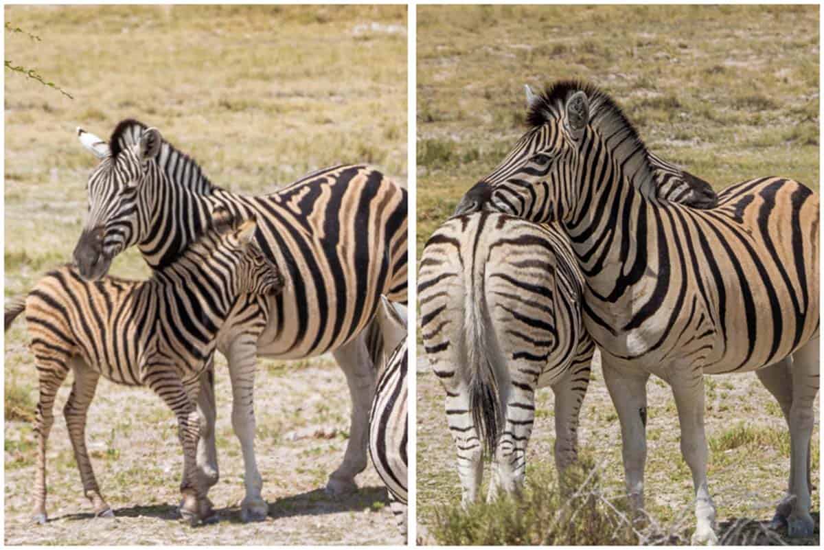 Kør-selv Safari i Etosha National Park – Namibia