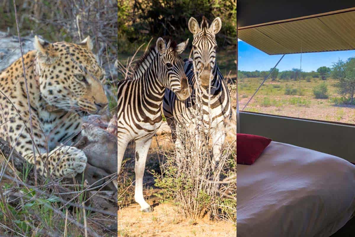 Safari ved Okonjima Plains Camp – Namibia