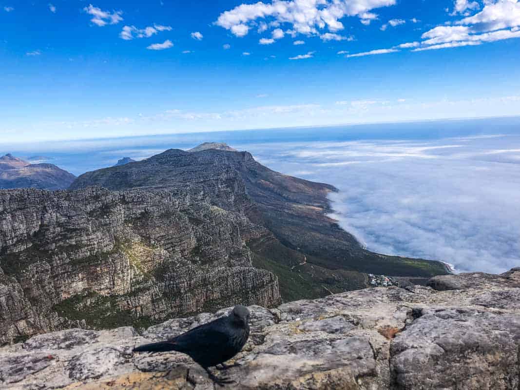 Taffelbjerget med den flade top - Cape Town, Sydafrika
