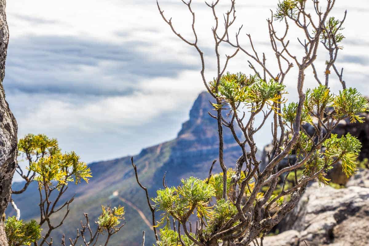 Taffelbjerget med den flade top - Cape Town, Sydafrika