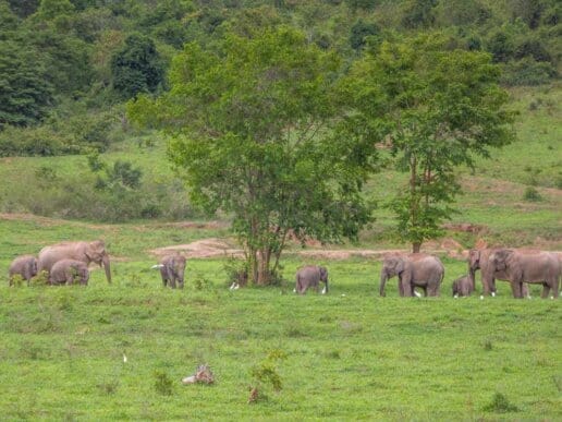 Elefanter i Kui Buri National Park - Thailand