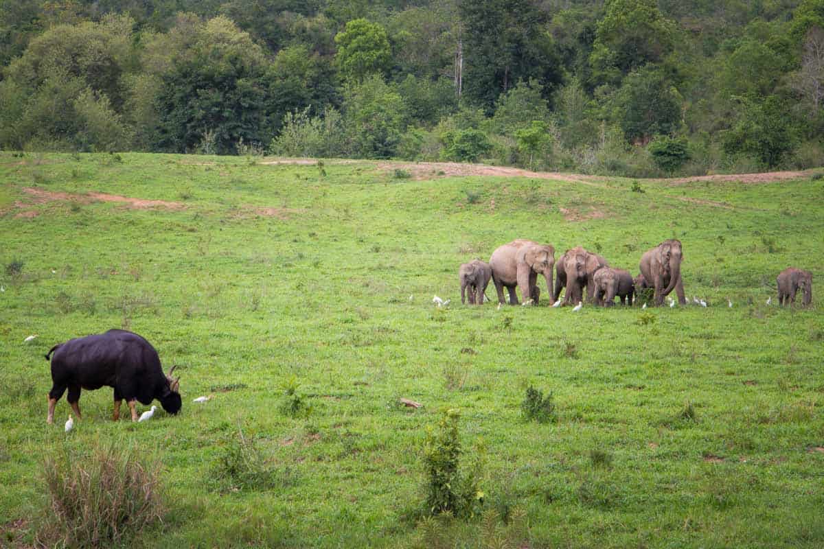 Elefanter i Kui Buri National Park - Thailand