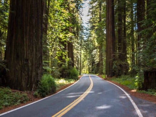 Redwood-giganterne i Humboldt State Park - USA