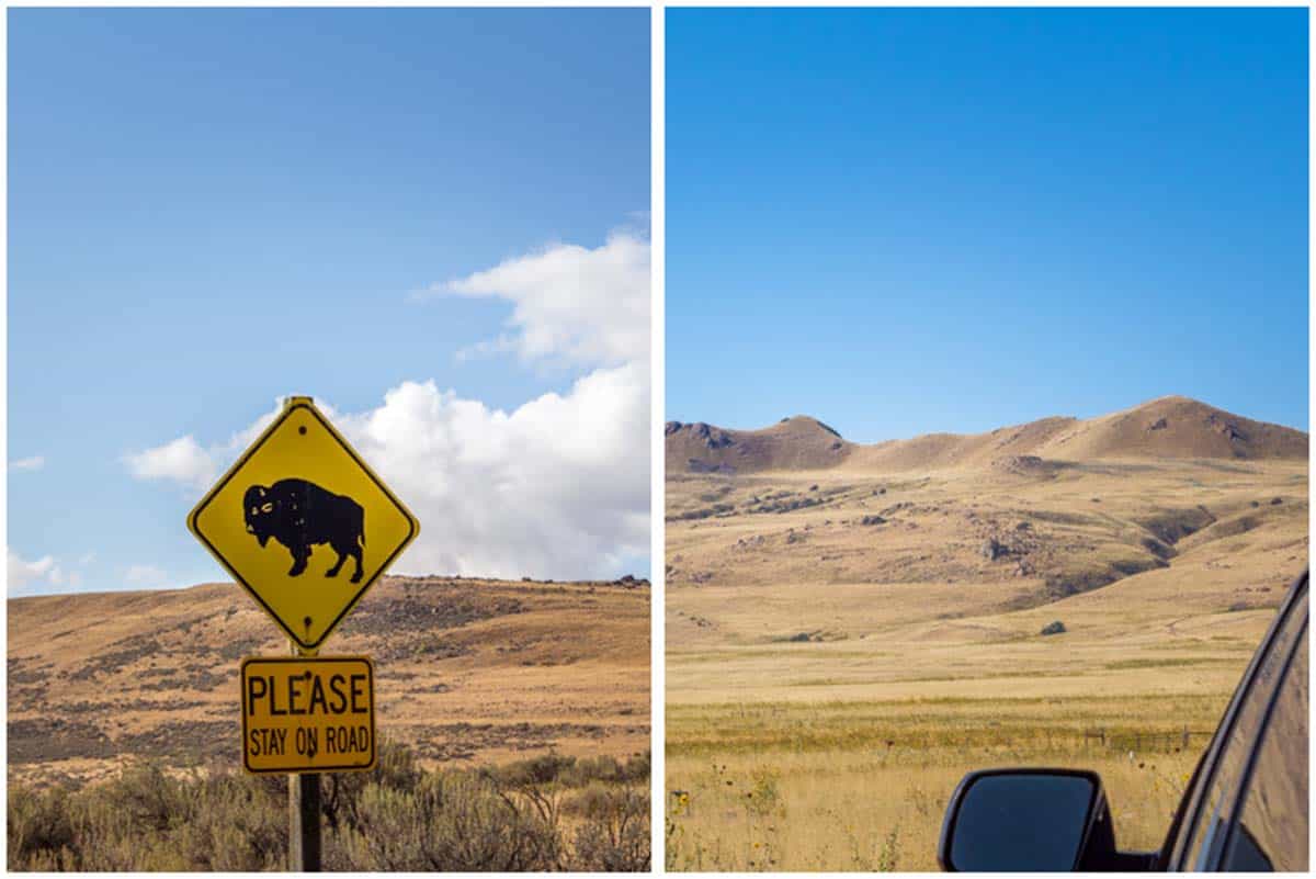 Bisonerne på Antelope Island – Utah, USA