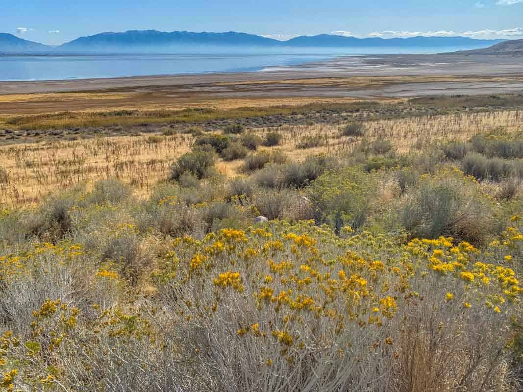 Bisonerne på Antelope Island – Utah, USA