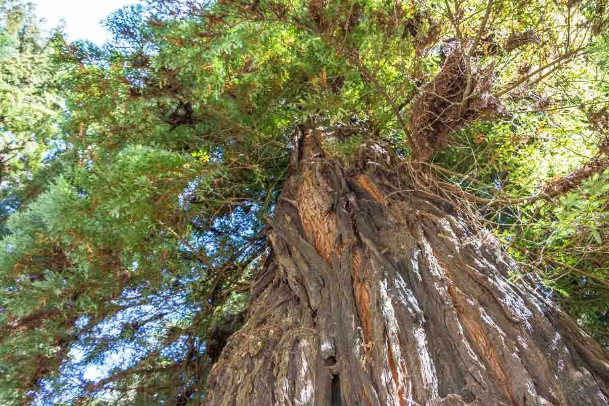 Giganterne i Redwood National Park – Californien, USA