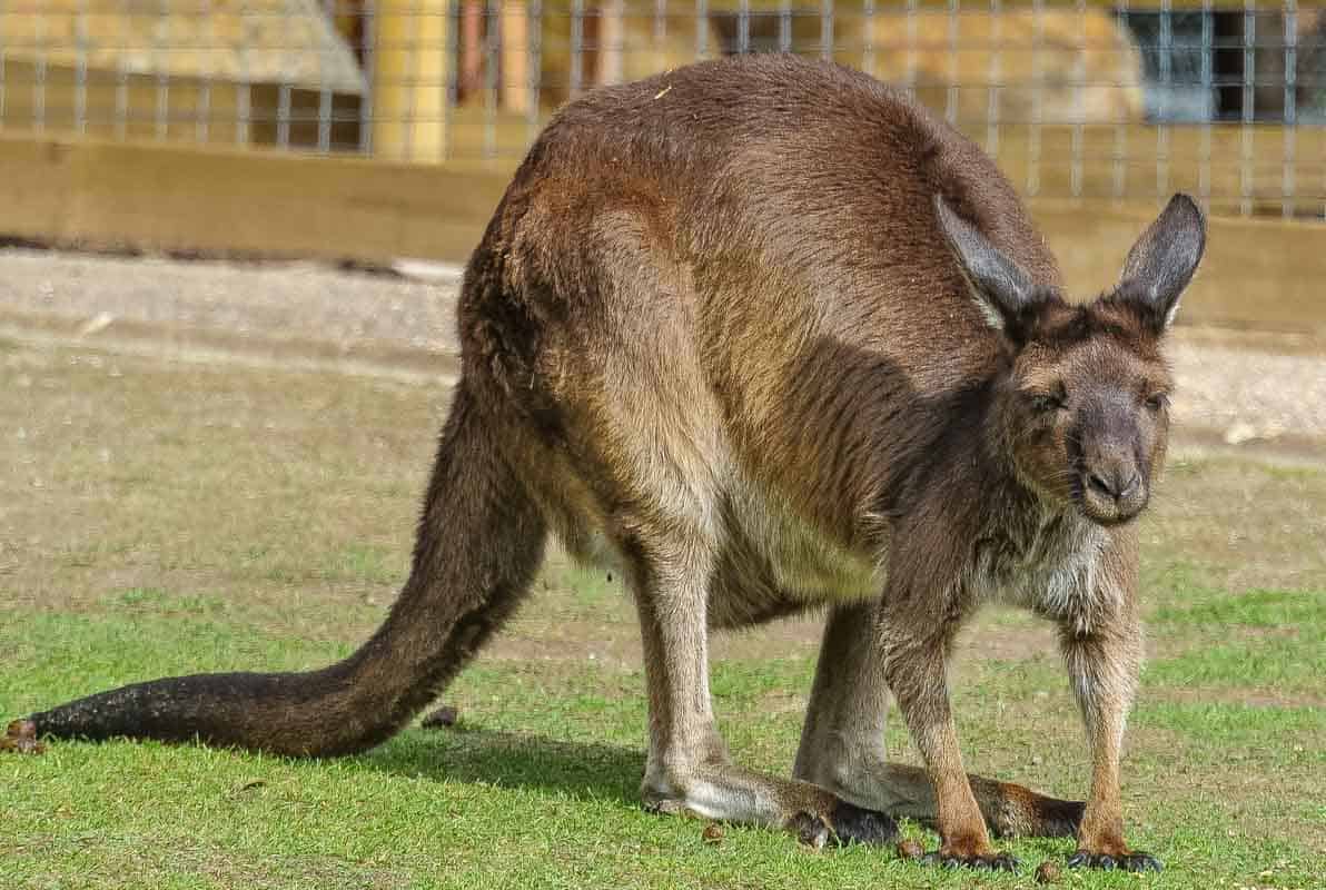 Ballarat Wildlife Park med australske dyr - Victoria, Australien