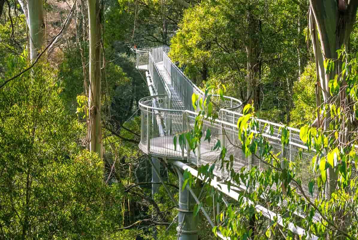 Great Otway National Park i trætoppene - Victoria, Australien