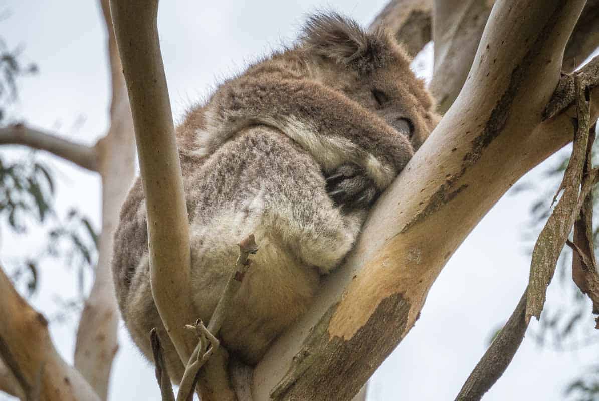 Koala Conservation Centre med masser af koalaer - Phillip Island, Australien