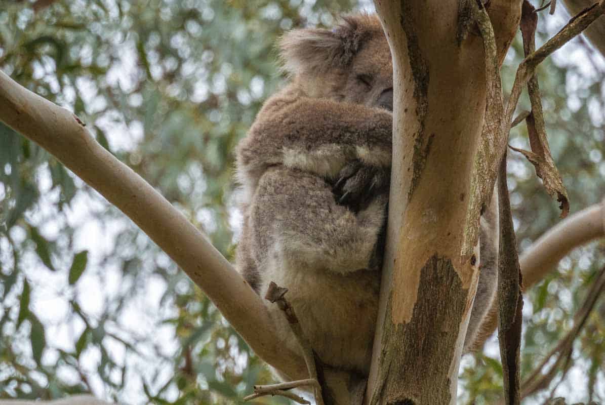 Koala Conservation Centre med masser af koalaer - Phillip Island, Australien