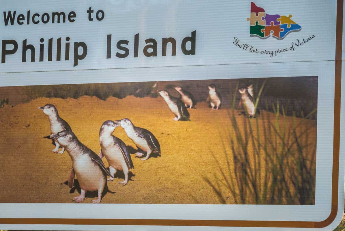 Pingvin parade den største dyreoplevelse - Phillip Island, Australien
