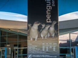 Pingvin parade den største dyreoplevelse - Phillip Island, Australien