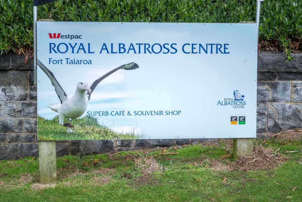 Royal Albatross Center med de enorme albatrosser - Taiaroa head, New Zealand