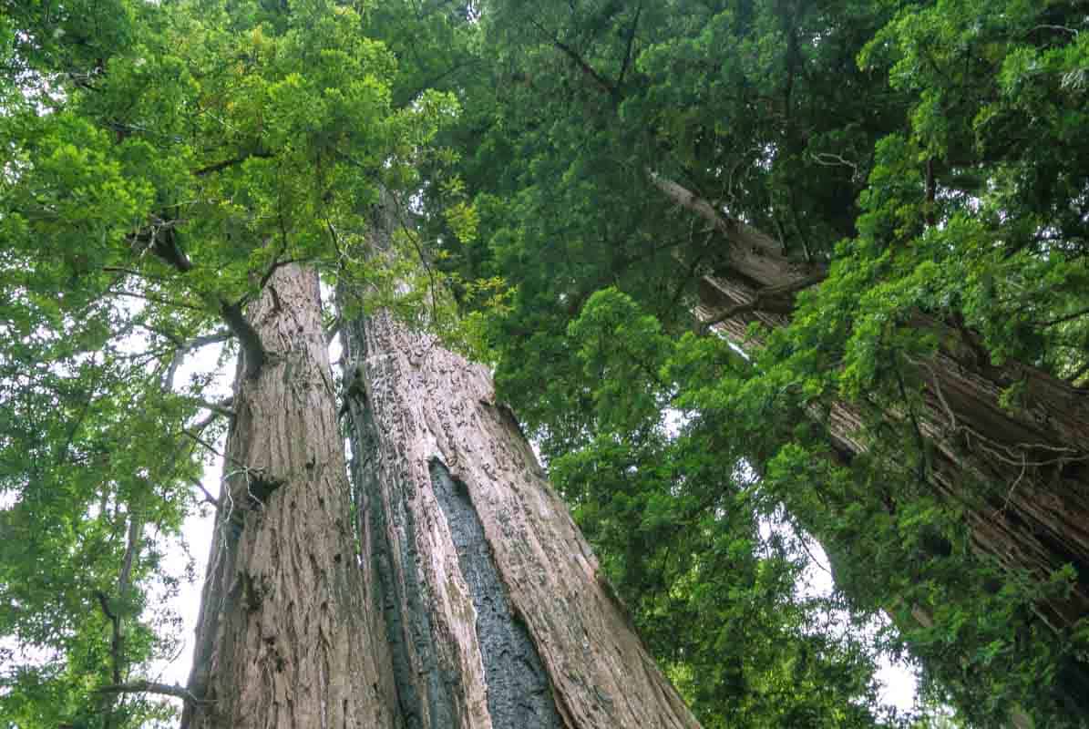 Big Basin Redwood‏s State Park med de enorme træer - Californien, USA
