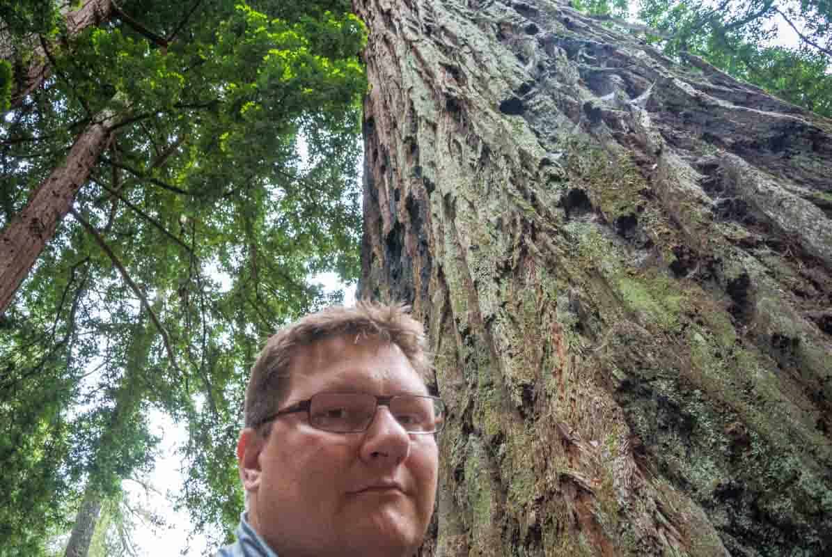 Big Basin Redwood‏s State Park med de enorme træer - Californien, USA
