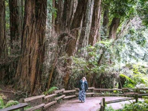 Muir Woods National Monument med de enorme Redwood træer – Californien, USA