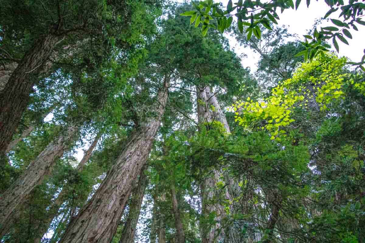 Muir Woods National Monument med de enorme Redwood træer – Californien, USA