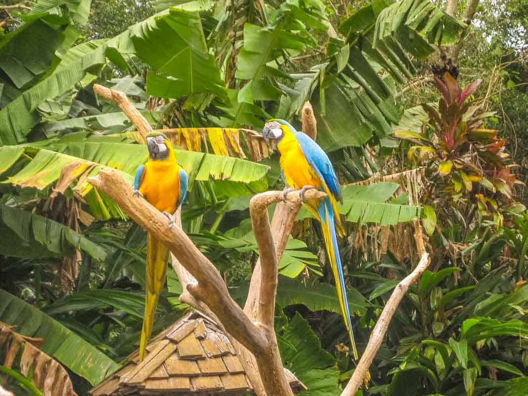 Fugleparken Parque das Aves - Foz do Iguacu, Brasilien