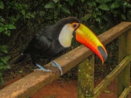 Fugleparken Parque das Aves - Foz do Iguacu, Brasilien