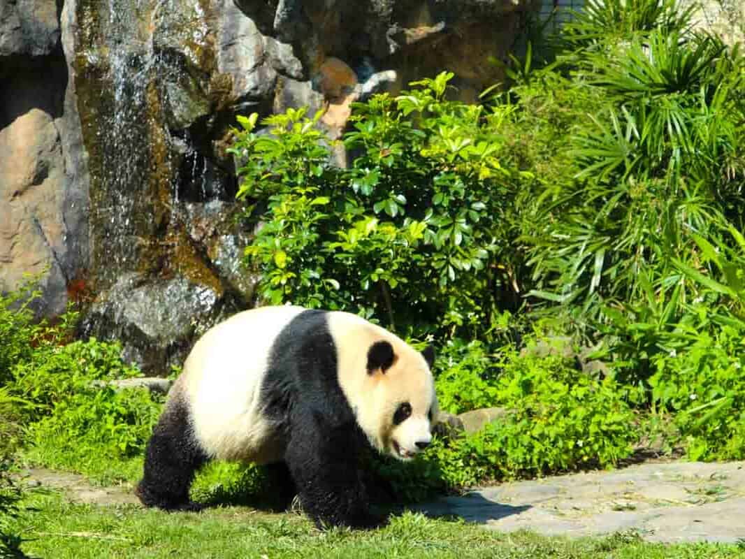 Taipei Zoo med de store pandaer - Taipei, Taiwan