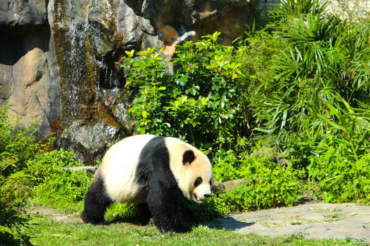 Taipei Zoo med de store pandaer - Taipei, Taiwan