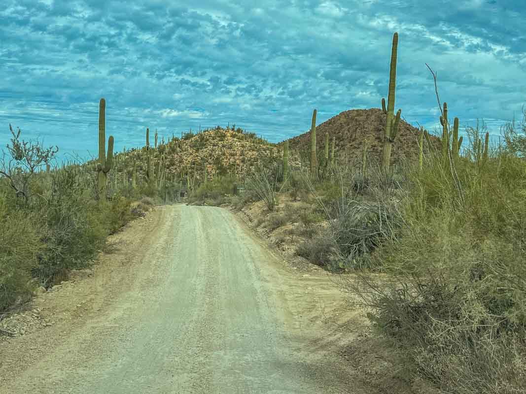 Saguaro National Park med alle kaktusserne - Arizona, USA