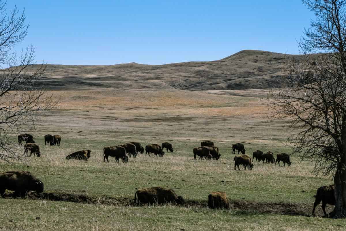 USA`s største flok af bisoner i Custer State Park - South Dakota, USA