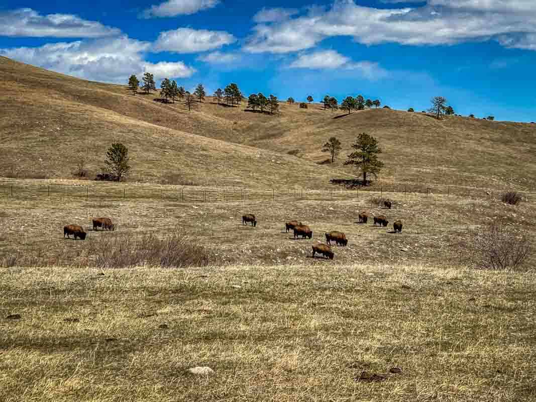 USA`s største flok af bisoner i Custer State Park - South Dakota, USA