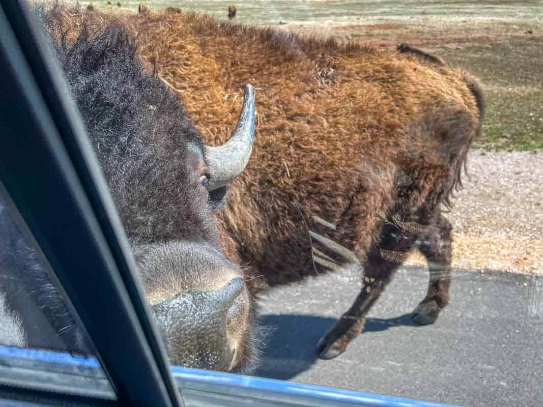 USA`s største flok af bisoner i Custer State Park - South Dakota, USA