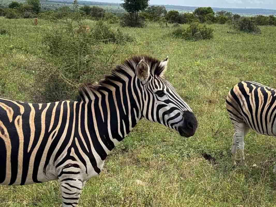 Kør-selv safari i Kruger National Park - Sydafrika