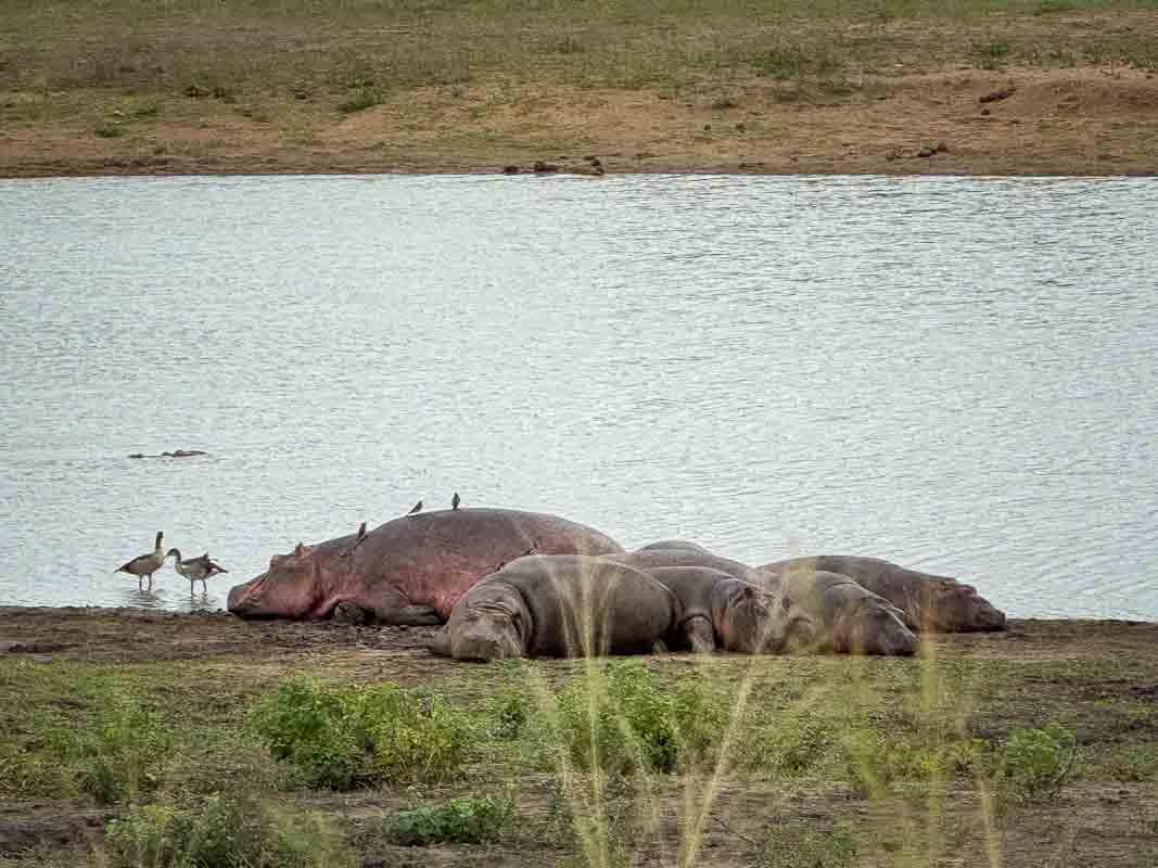 Kør-selv safari i Kruger National Park - Sydafrika