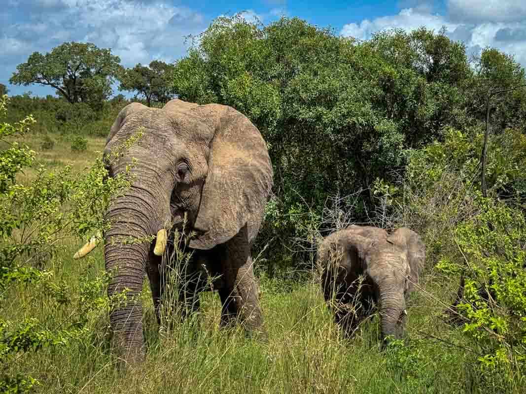 Kør-selv safari i Kruger National Park - Sydafrika