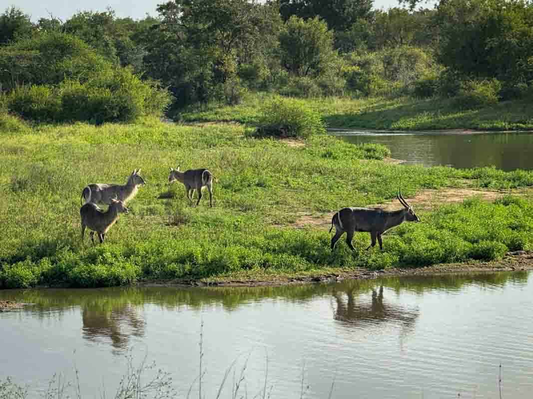 Kør-selv safari i Kruger National Park - Sydafrika